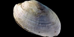 العلماء يعثرون على أقدم النقوش المنحوتة