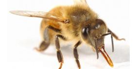 هبوط اضطراري لطائرة في بريطانيا بسبب "نحلة"