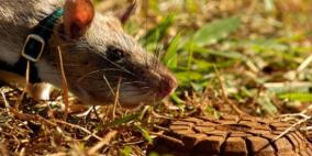 الجرذان تنقذ حياة آلاف البشر