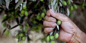 الزراعة لـ "رايــة" معاصر الزيتون تفتح أبوابها في 15 الشهر المقبل