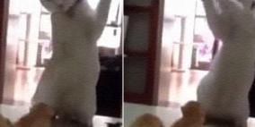 فيديو... قط يعلم صغيريه فنون القتال