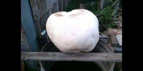 العثور على فطر نارد في غابات بشكيريا