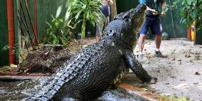 باحثون: بإمكان التماسيح تسلق الأشجار