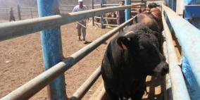 الزراعة في غزة: الاحتلال لا يزال يمنع ادخال لقاح الحمى القلاعية