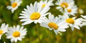 هل الأعشاب الطبية آمنة للأطفال؟