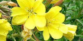 زيت زهرة الربيع لعلاج الاكزيما