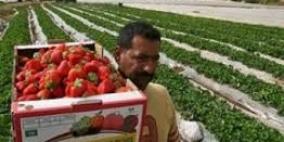 تصدير زهور وتوت أرضي وتوابل لأوروبا عبر'كرم أبو سالم'