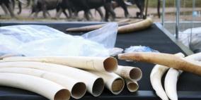 لرفع الوعي.. بلجيكا تدمر عاجاً بمليوني دولار