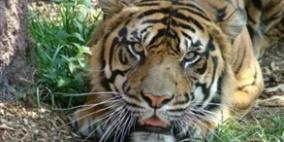 نمر يهاجم موظفة في حديقة حيوانات في أوكلاهوما