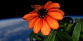 أول وردة تزهر في الفضاء