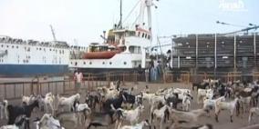 أكثر من 3 ملايين رأس ماشية وصلت إلى جدة قبل عيد الأضحى