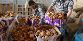 اتلاف 300 كغم بصل غير صالح للاستهلاك الادمي في قلقيليه