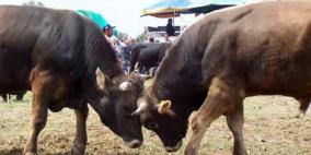 تغريم مصارع ثيران أسبانى لتعذيبه جواده