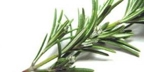 طبيب: الجنزبيل "الأخضر" ساحر ويتخطى فوائد الجاف