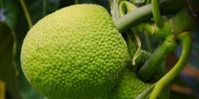 هل "فاكهة الخبز" بديل لحل أزمة الغذاء في العالم؟