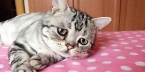 قط متشائم نجم جديد على إنستغرام