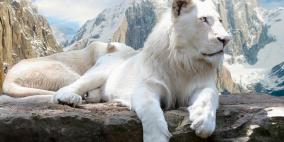 أميركا.. نفوق أسد نادر استخدم بعروض السحر