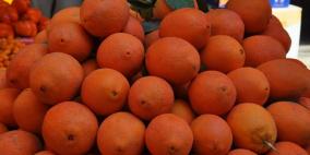 البرتقال المصري يغزو نظيره الفلسطيني في عقر داره