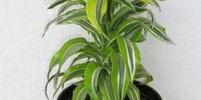 بالصور - اليكي افضل 10 نباتات لتنقية الهواء داخل المنزل