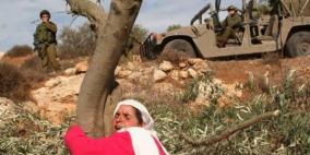 "بتسيلم": اقتلاع ألف شجرة زيتون من أراضي قلقيلية لصالح طريق استيطانية