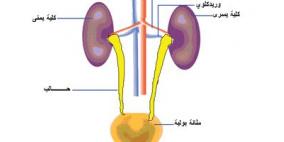 طبيب: صديد البول يؤثر على الجماع ويسبب سرعة القذف