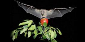 بوصلة ثلاثية الأبعاد في دماغ الثدييات تحدد اتجاهات سيرها