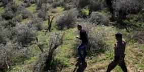 مستوطنون يقتلعون 15 شجرة زيتون معمرة في سلفيت