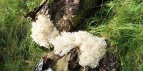 روسيا...العثور على فطر نادر مضاد للكآبة