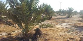 برنامج مع الناس  مع ايهاب الجريري عن تهديدات الإحتلال بمصادرة وتجريف 3500 دونم مزروعة بالنخيل في الأغوار