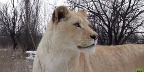 بالفيديو: أشبال رمادية اللون رفضتها أمها