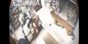 بالفيديو .. نمر يدخل محلا تجاريا ويثير الذعر