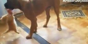 بالفيديو .. قط عنيد ينازع كلبا يفوقه حجما بأضعاف على قطعة لحم