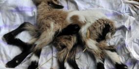 فيديو عجيب ... تيس بـ8 أرجل أشبه بالأخطبوط