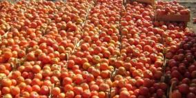 غزة: اتلاف 60 طن بندورة فاسدة في مصنع صلصة