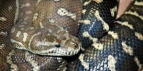 فندق كندي يتفاجأ بـ40 أفعى في غرفة زوجين