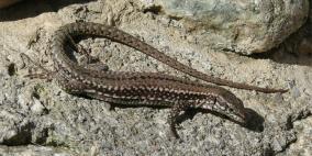 علماء الأحياء: السحالي تملك القدرة على التعلم