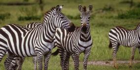 بعد 140 عاما .. حل لغز خطوط حمار الوحش!