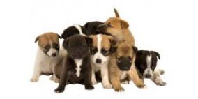 اتهام 3 فيتناميين بسرقة أكثر من 100 كلب