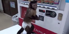 بالفيديو .. قرد يشتري العصير ويشربه