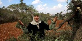 مستوطنون يطلقون النار على قاطفي الزيتون في قريوت ويطردونهم من مزارعهم