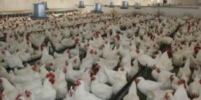 الزراعة: جهود لتخفيض أسعار الدجاج بغزة