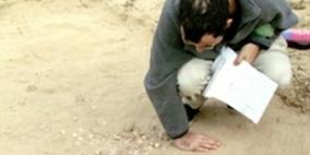 اكتشاف أقدم لؤلؤة طبيعية بتاريخ البشرية بالإمارات