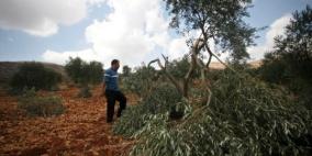 مستوطنون يعتدون على أشجار لوزيات في الخليل