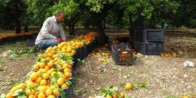 الزراعة بغزة تسمح للتجار بإستيراد الحمضيات من أراضي الـ48