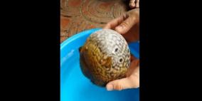 بالفيديو .. سمكة تنتفخ كالبالون حين تشعر بالخطر وتحصد مليونيّ مشاهد في أيام