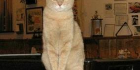 قط يدير بلدة يتعرض لاعتداء غاشم من كلب