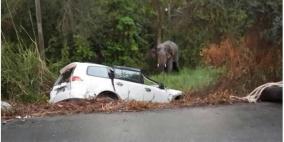 فيل يتسبب بحادث مرور أدى إلى مقتل ستة أشخاص