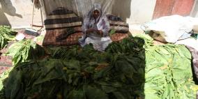 شاهد بالصور طريقة زراعة و تصنيع الدخان المحلي