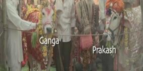 حفل زفاف فاخر لبقرة في الهند بحضور 5 آلاف شخص