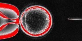 فريق علمي ياباني يتوصل إلى طريقة أسهل لتخليق خلايا جذعية